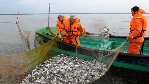 Россельхознадзор ограничил поставки рыбной продукции через Литву