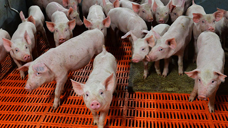 Россельхознадзор запретит ввоз свинины из Украины с 1 января