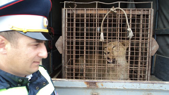В России газель со львицей задержали полицейские на трассе