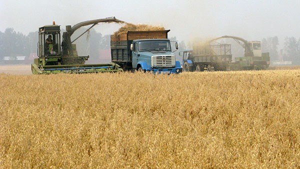 В Узбекистане хозяев частных грузовых машин принуждают перевозить зерно