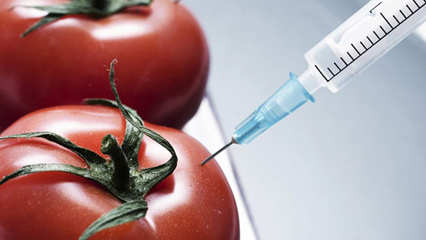Россельхознадзор запретил ввоз кормов-ГМО с Украины