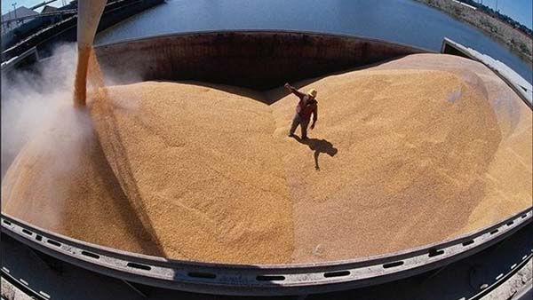 Россельхознадзор выдвинул претензии к египетским фруктам вслед за претензиями Египта к пшенице из РФ