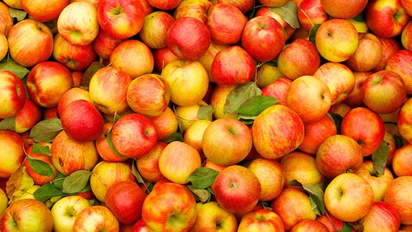 Импорт белорусских яблок и грибов в РФ в 2015 году в пять раз превысил собранный урожай