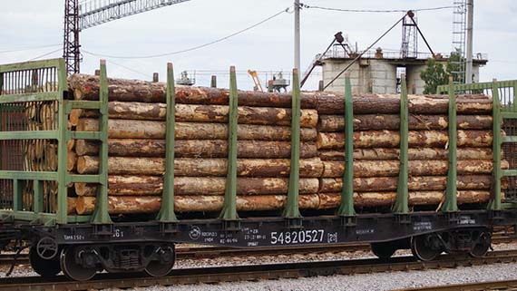 Лицензирование экспорта ценных пород древесины из Беларуси за пределы ЕАЭС введено с 1 ноября