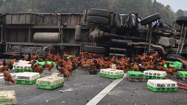 В Китае из перевернувшегося грузовика разбежались 700 кур