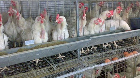 Беларусь ограничила поставки мяса птицы из двух регионов Венгрии