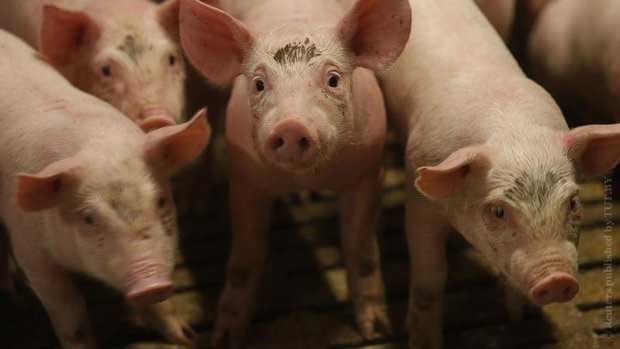 Россельхознадзор вводит дополнительные требования к ввозу свинины из Беларуси
