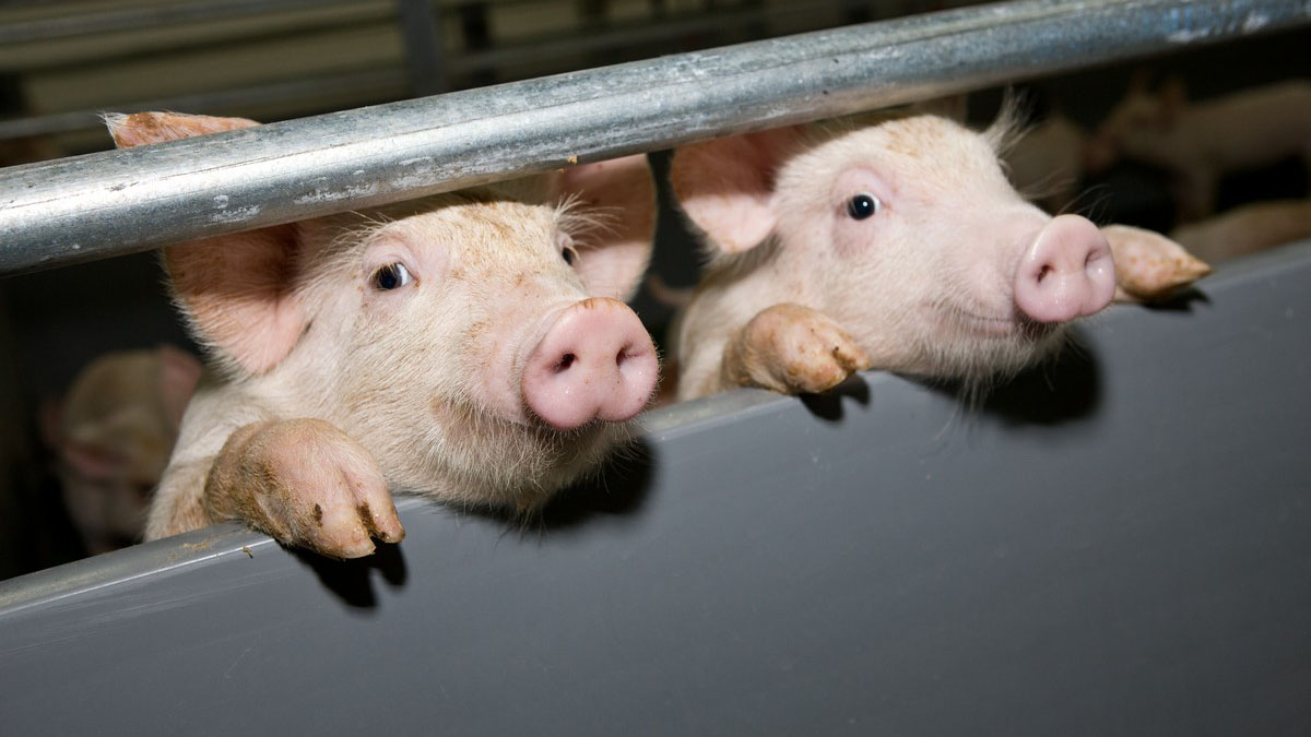 Беларусь ограничивает поставки свинины из Украины, Польши и России