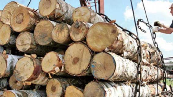 «Беллесбумпром» выступает за продление лицензирования экспорта ценных пород древесины из Беларуси за пределы ЕАЭС