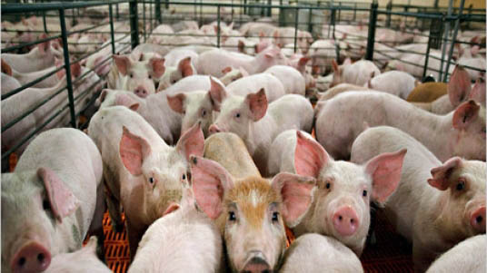 Беларусь ограничила ввоз свинины из Украины и Литвы