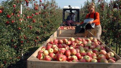 «Торговля опередила политику». Польские яблоки под видом белорусских и сербских вернулись в Россию