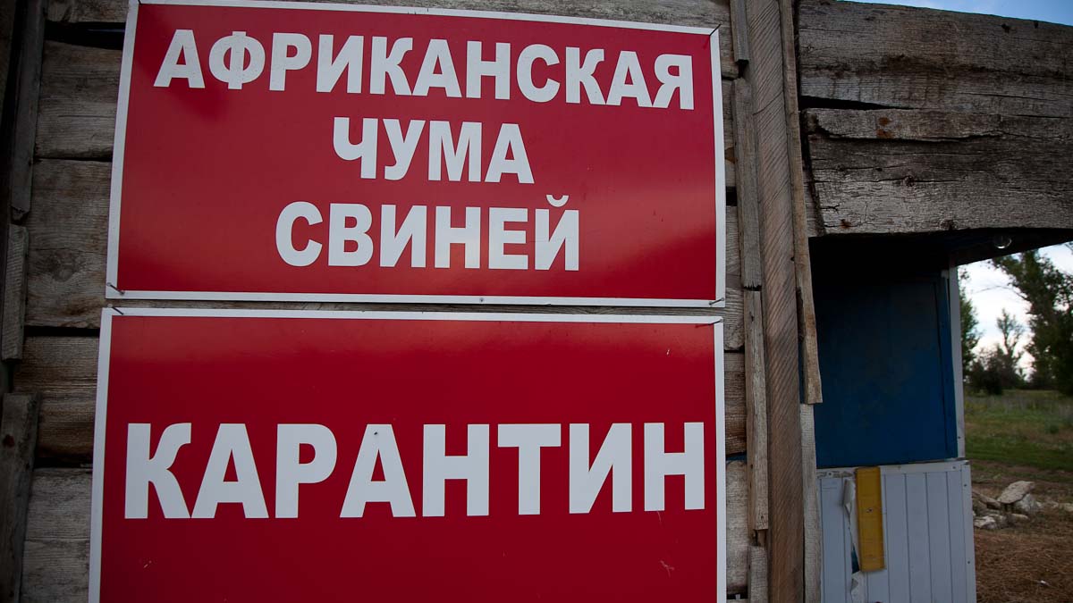 Беларусь ограничивает ввоз свинины из Самарской области России из-за АЧС