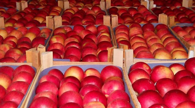 Оперативная таможня пресекла незаконное перемещение в Россию более 76 т яблок