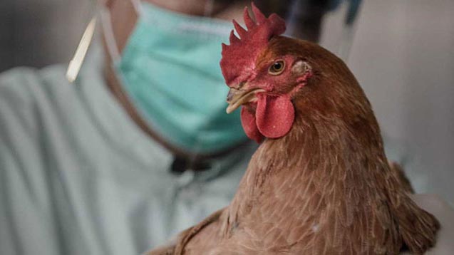 Беларусь ограничила ввоз птицы из Бельгии из-за птичьего гриппа