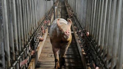 Беларусь ограничивает ввоз свинины из Московской области России и Румынии из-за АЧС
