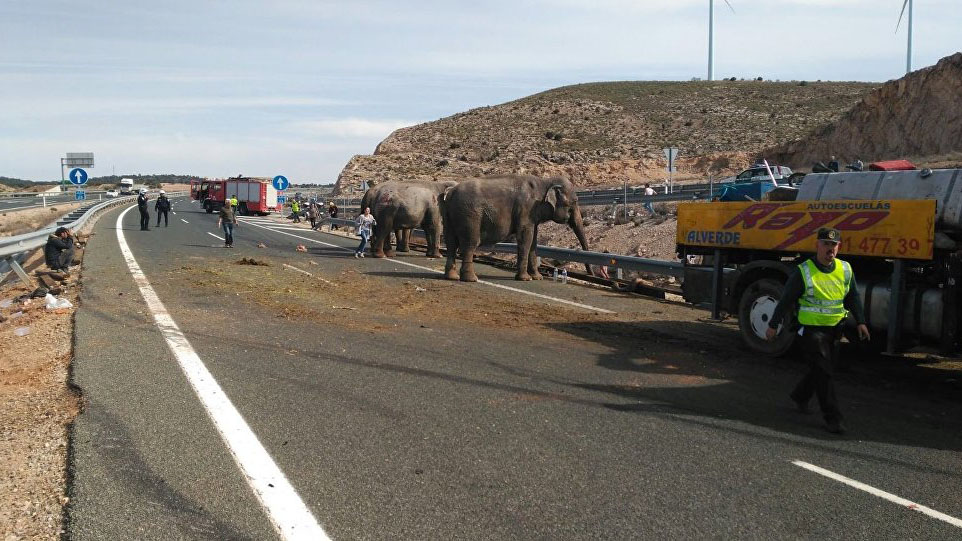 Грузовик с цирковыми слонами перевернулся в Испании: одно животное погибло