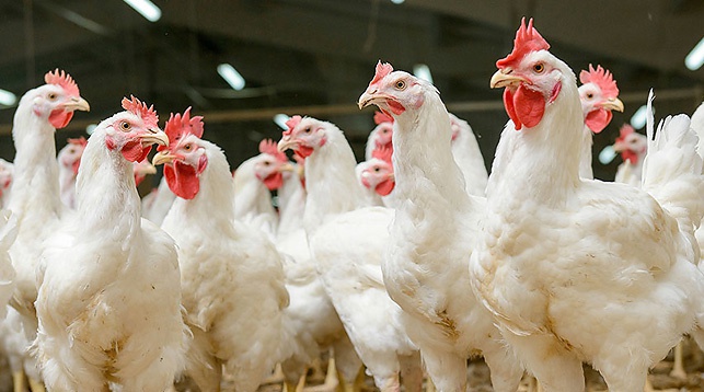 Беларусь ограничила ввоз птицы из региона Болгарии из-за птичьего гриппа