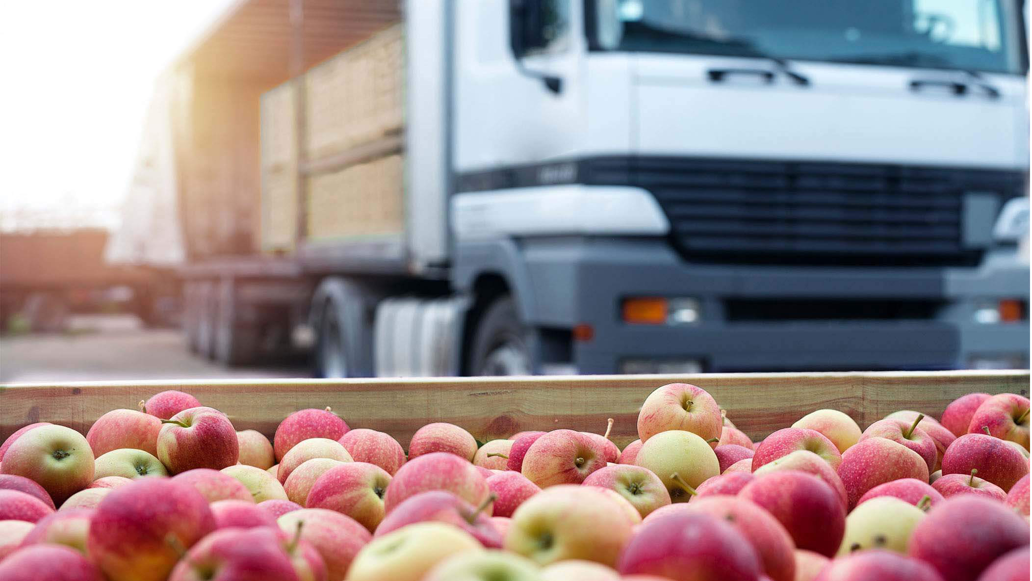 Россельхознадзор возобновляет поставки в Россию яблок белорусского происхождения под гарантии компетентного ведомства
